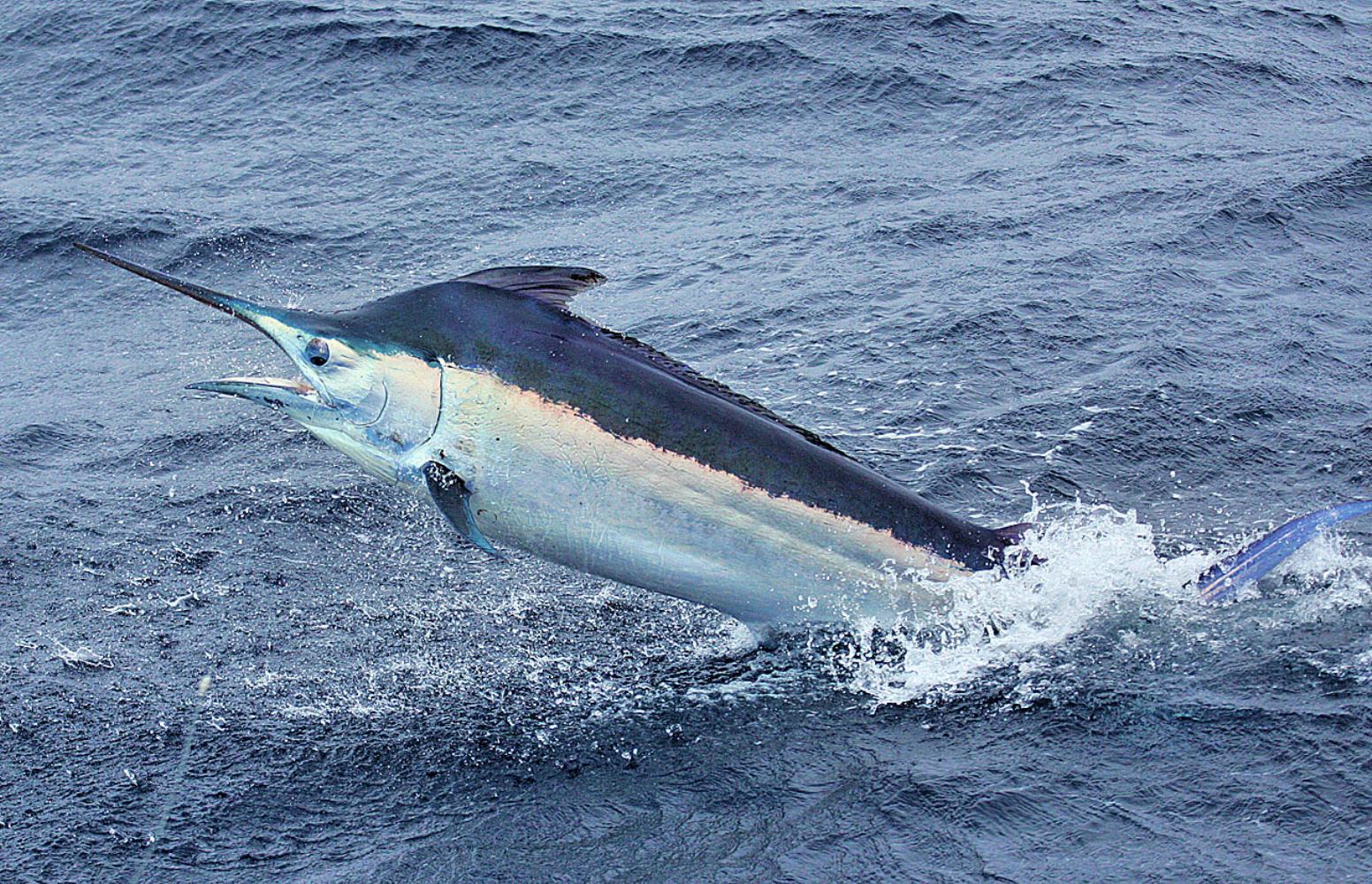 Atlantic Blue Marlin Information and Picture | Sea Animals