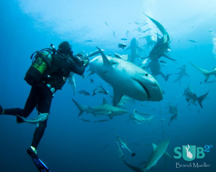 http://img.diveadvisor.com/photos/make-way-for-the-tiger-sharks-438-medium.jpg