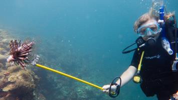 Join the hunt for invasive lionfish!