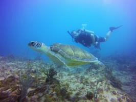 Turtle Encounter while Diving in Punta Cana