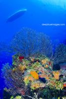 Diving Cayman 