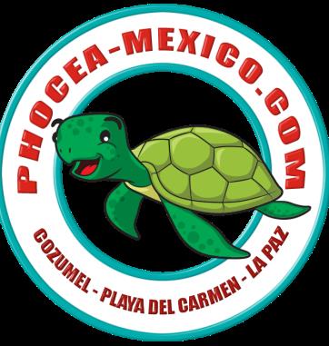 Phocea Mexico