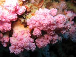 Pink corals on Phi Phi islands, Phuket, Thailand.
