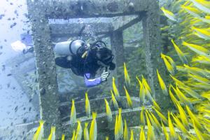 Diving Koh Samui at Sail Rock