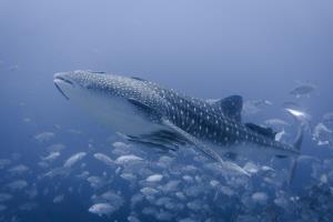 Whale Shark Sailrock