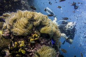 Diving Koh Samui - Sailrock