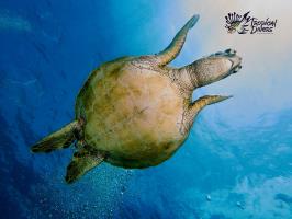 Green sea turtl