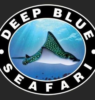 deep blue dive seafari inc