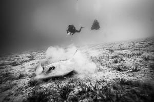 Neptun Reef