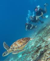 Divers find a Turtle