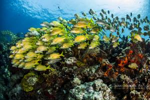 Manchones reef