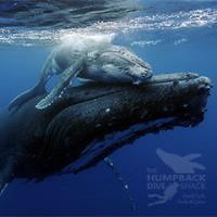 Humpback Whale mother and calf