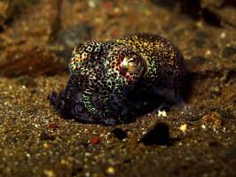 Night dive - Bobtail squid