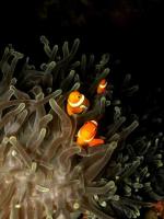 Clown anemonefish at home