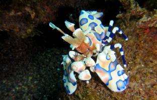 Macro wonders - Harlequin shrimps