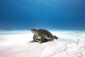 Turtle on the Great Barrier Reef