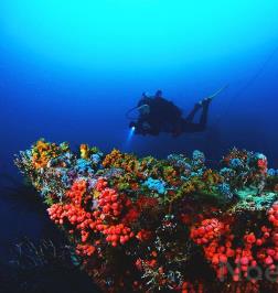 Undersea Tobago Scuba Dive Center