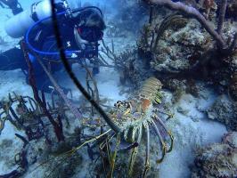 Huge Spiny Lobster in the Marine Reserve