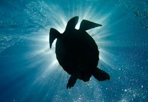 Turtle Sun