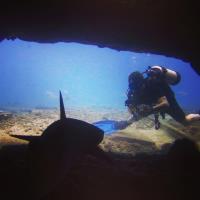 White Tip Reef Shark Encounters