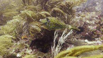 Scrawled filefish at Sisters Rocks, Carriacou