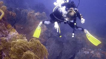 Discovering Amazing Marine Life