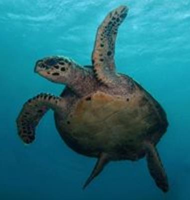 Turtle Divers El Nido
