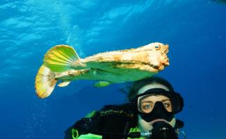 Amazing dive life in cancun