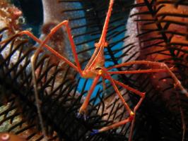 little critters in cancun scuba diving