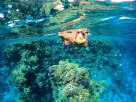 snorkel in Cancun