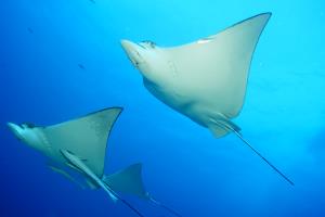 eagle rays in cancun