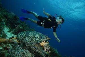 sea turtle in Cancun