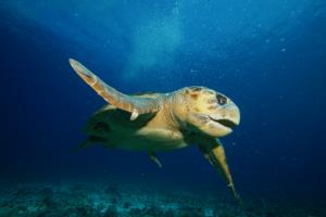 Big Godzilla turtle in Cancun