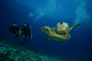 Loggerhead turle with scuba total