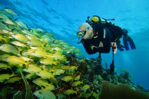 school fish, scuba total