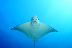 wreck diving cozume ,eagle rays