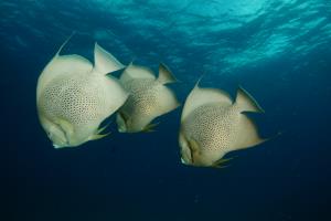 angel fish ,scuba in cancun