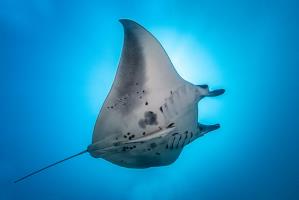 manta ray in cancun mexico