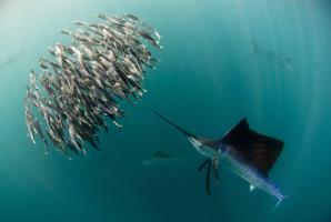 Sailfish tours in cancun