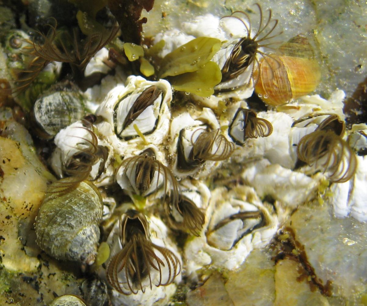 acorn barnacle