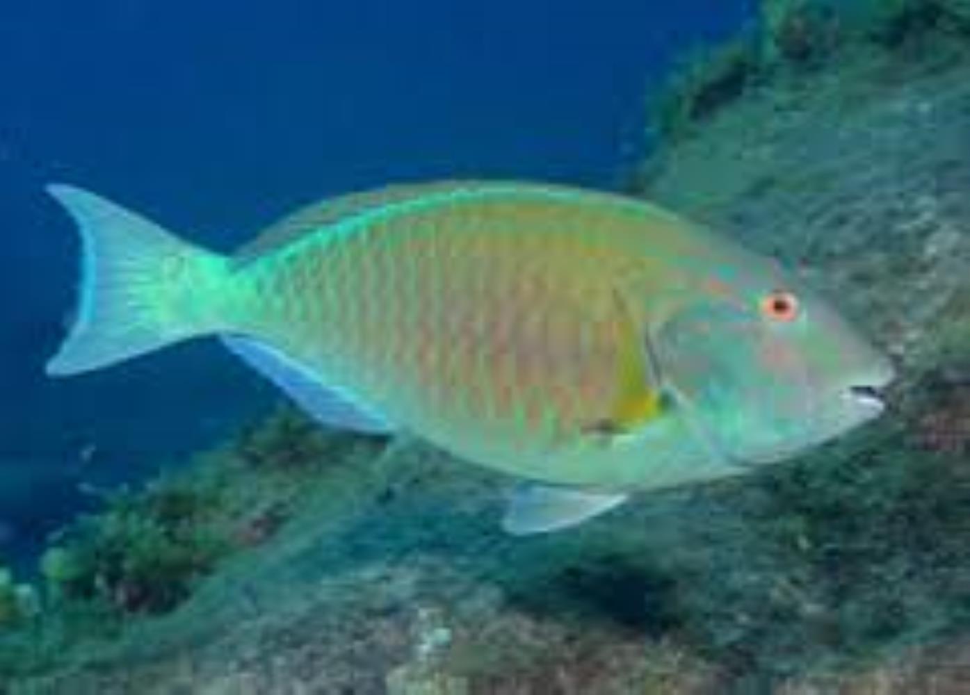 Agassiz's Parrotfish