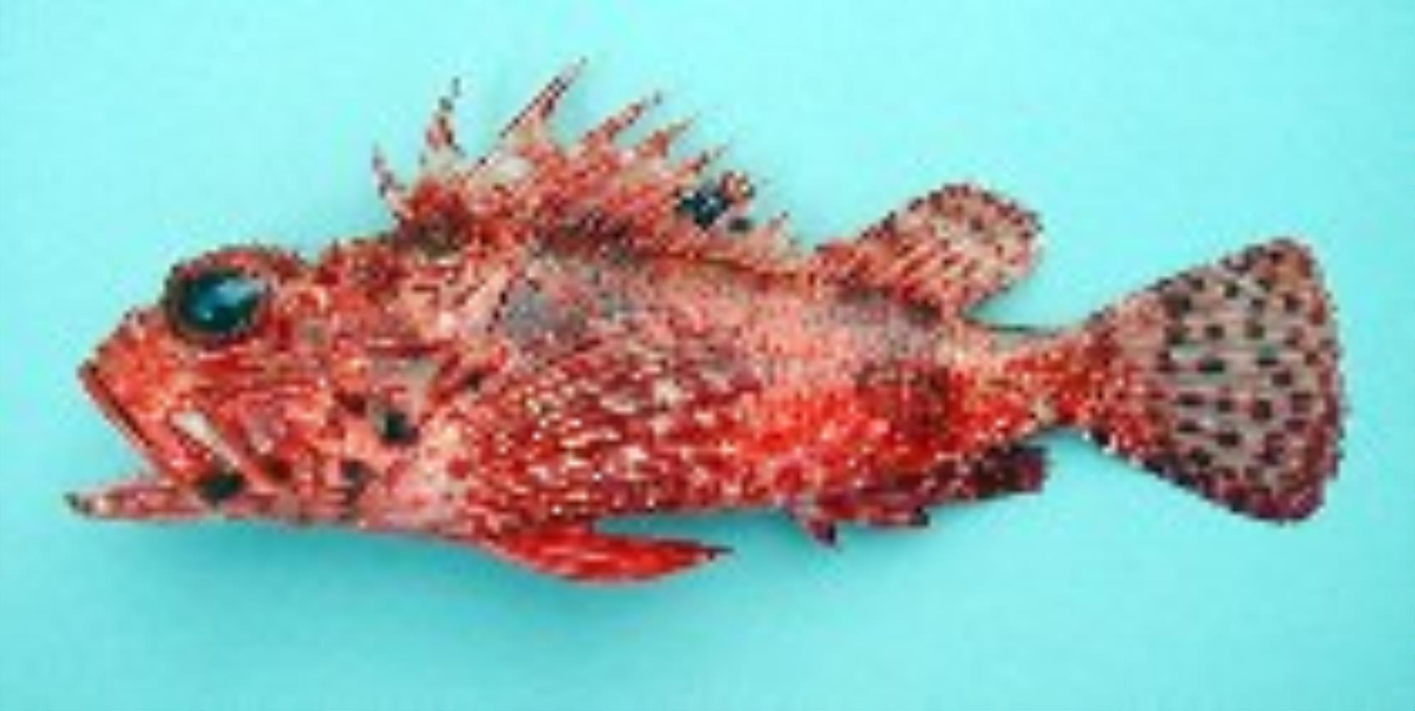 Angola Rockfish
