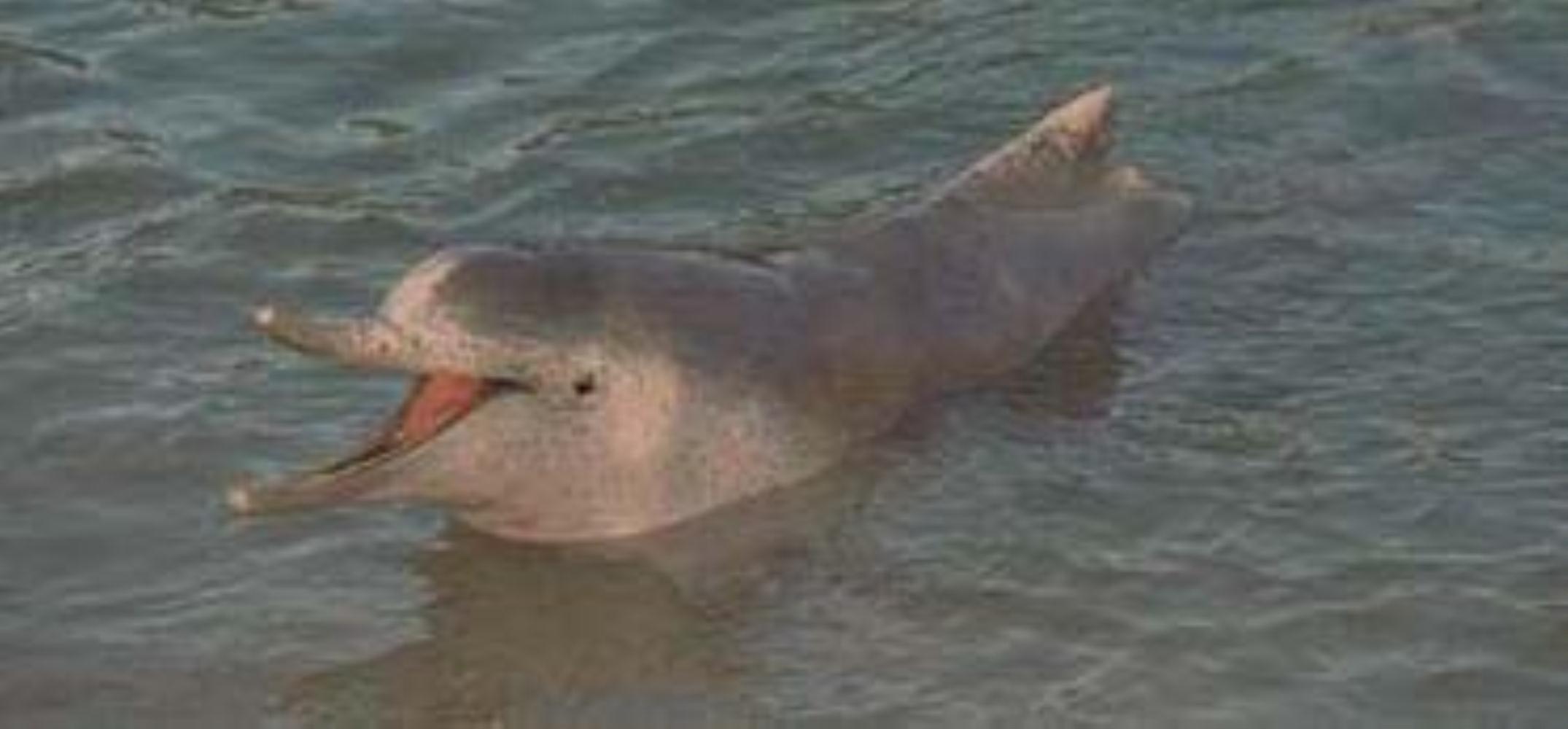 Atlantic Hump-Backed Dolphin