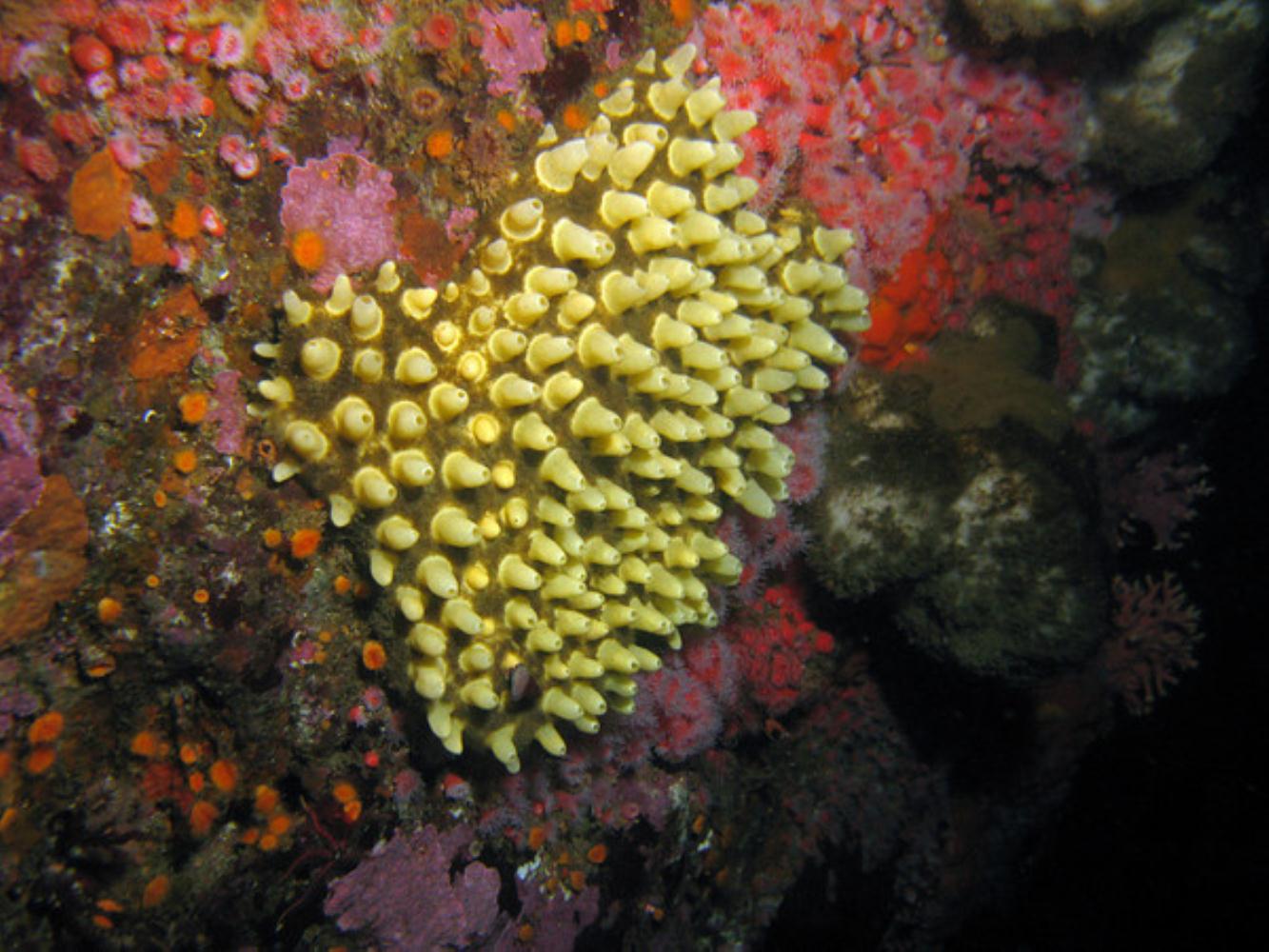 Atlantic Teat Sponge