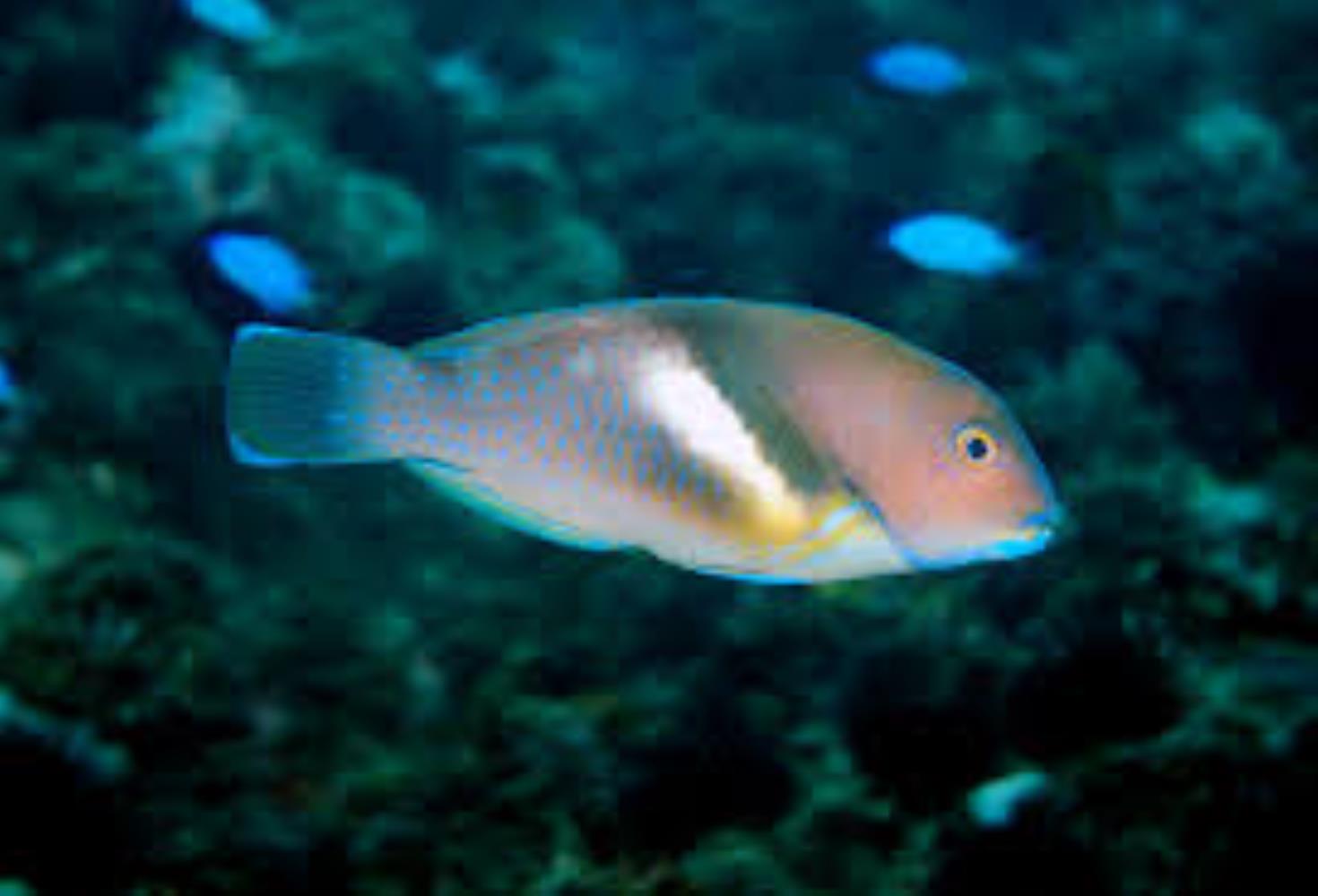 Azurio Tuskfish