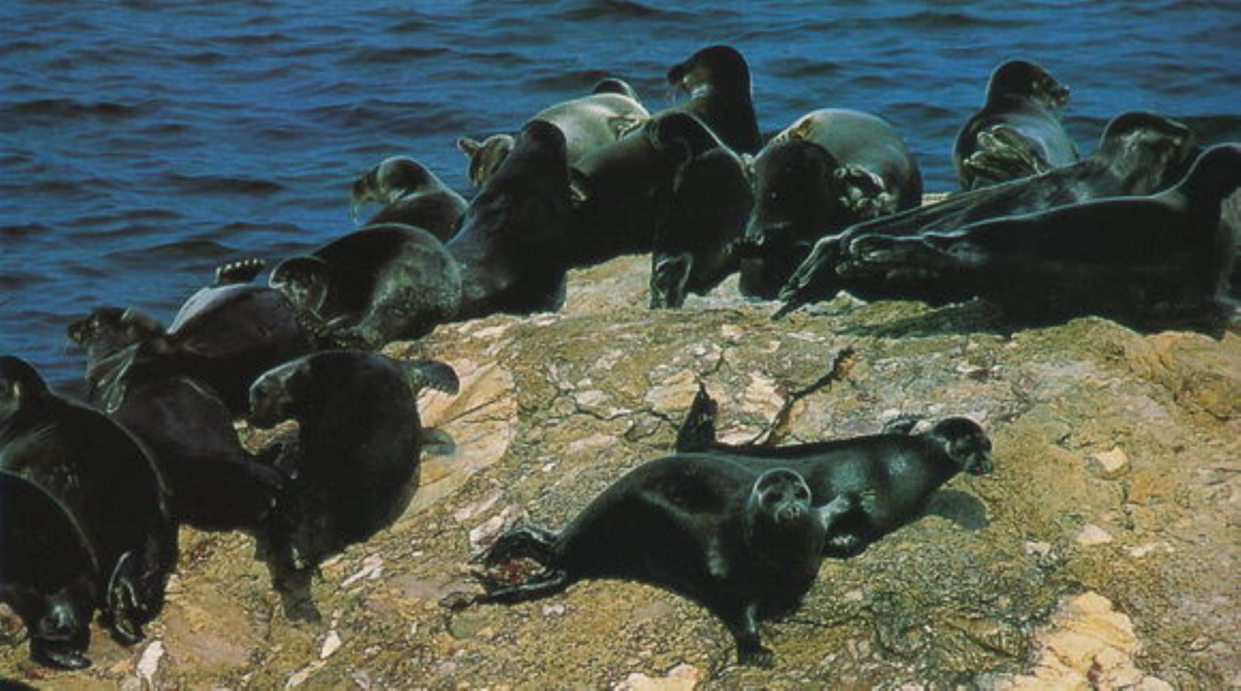 Baikal Seal