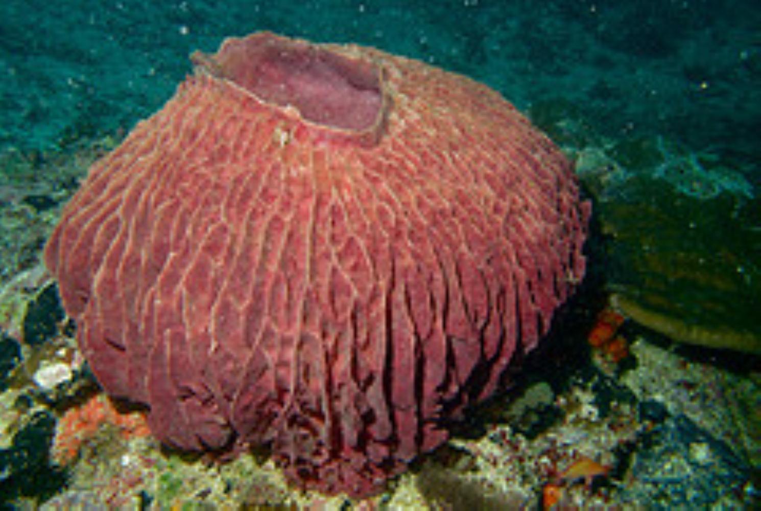Barrel Sponge Information and Picture | Sea Animals