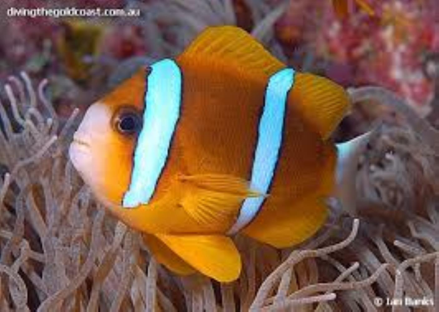 Barrier Reef Anemonefish