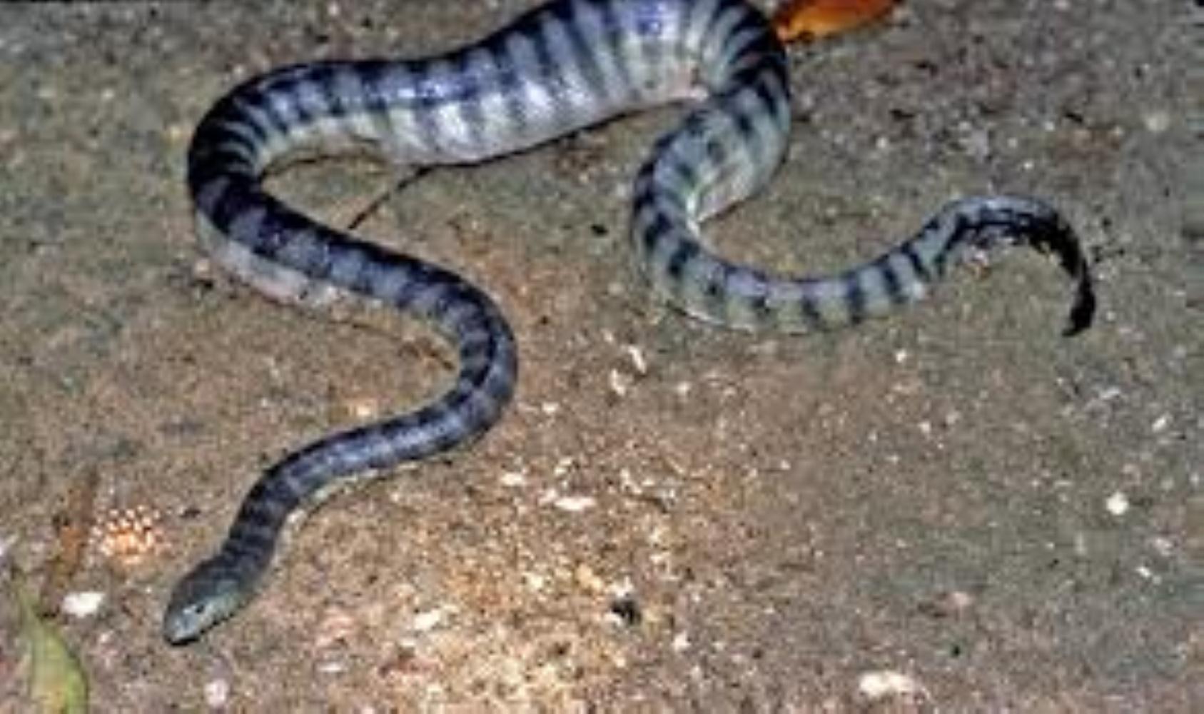 Beaked Sea Snake Information and Picture - Sea Animals