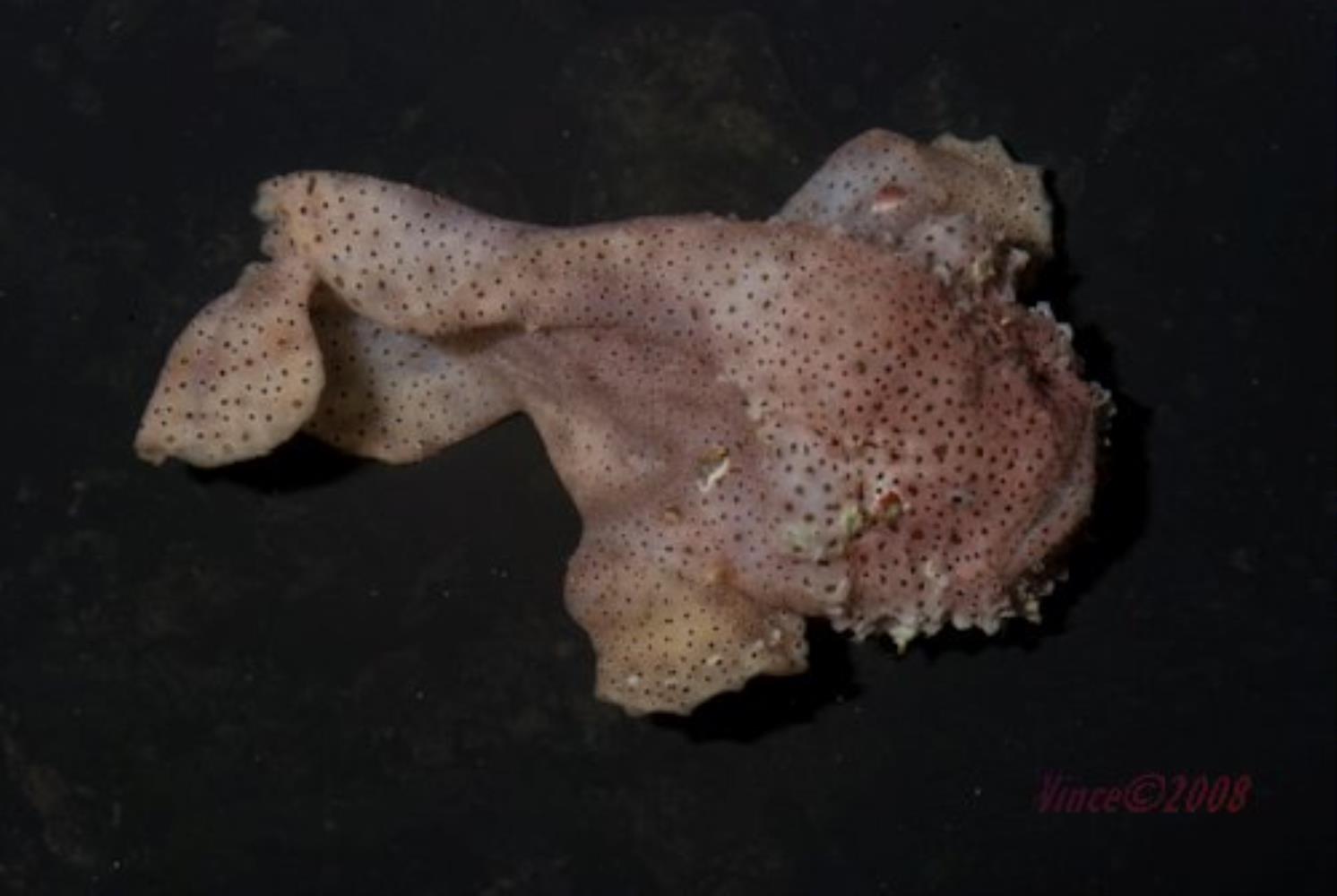 Bearded Frogfish